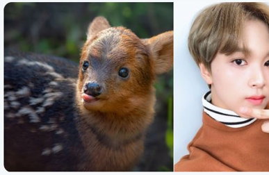 LA 동물원 아기사슴에 NCT '해찬' 이름 붙여준 팬들