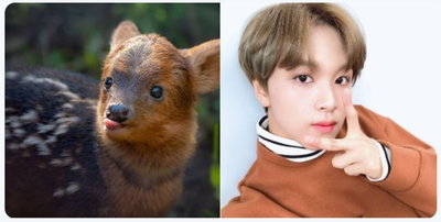 LA 동물원 아기사슴에 NCT '해찬' 이름 붙여준 팬들