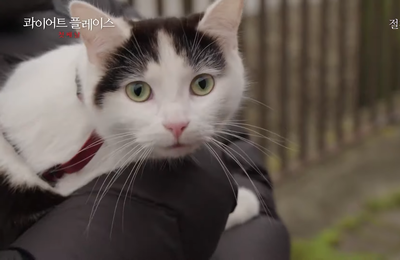 <콰이어트 플레이스: 첫째 날> 화제의 신스틸러 고양이 ‘프로도’ 비하인드 ‘캣MI’ 공개